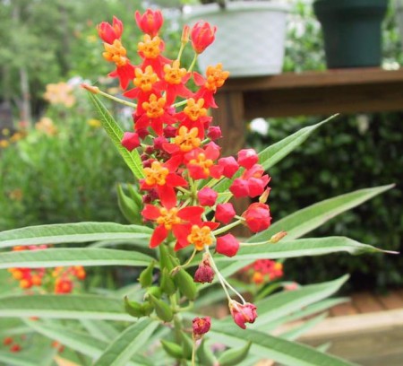 semillas de asclepias la planta hospedante de la mariposa monarca 3 euros 30 semillas
