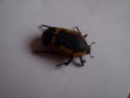 larvas de pachnoda sinuata a 1 euro