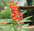 semillas de asclepias la planta hospedante de la mariposa monarca 3 euros 30 semillas